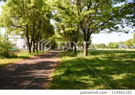 公園景色清新,綠意盎然 公園景色清新,綠意盎然 114082182