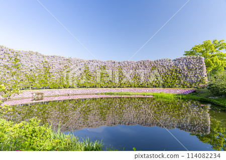 A screen of purple wisteria blooming in early summer at Ashikaga Flower Park in Ashikaga City, Tochigi Prefecture 114082234