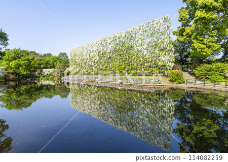 足利花卉公園，初夏盛開的白色紫藤瀑布，栃木縣足利市 114082259