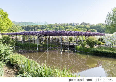 初夏盛開的八重紫藤花 足利花卉公園 栃木縣足利市 114082269
