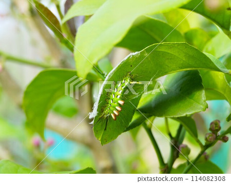 Identifying the leaves on which the cedar tussock moth spins its cocoon on lemon trees Identifying the leaves on which the cedar tussock moth spins its cocoon on lemon trees 114082308