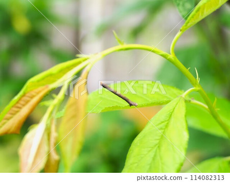 Baby looper bugs growing on immature leaves and dead branches 114082313