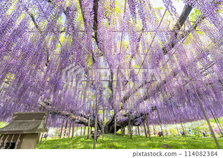 Large wisteria flowers blooming in early summer at Ashikaga Flower Park in Ashikaga City, Tochigi Prefecture Large wisteria flowers blooming in early summer at Ashikaga Flower Park in Ashikaga City, Tochigi Prefecture 114082384