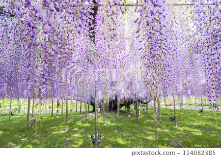 Large wisteria flowers blooming in early summer at Ashikaga Flower Park in Ashikaga City, Tochigi Prefecture Large wisteria flowers blooming in early summer at Ashikaga Flower Park in Ashikaga City, Tochigi Prefecture 114082385