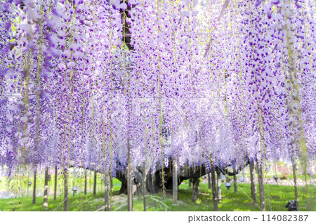 Large wisteria flowers blooming in early summer at Ashikaga Flower Park in Ashikaga City, Tochigi Prefecture 114082387
