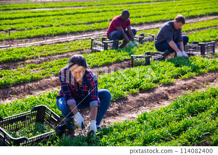 Latin american female farmer harvesting green arugula Latin american female farmer harvesting green arugula 114082400
