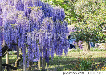 Wisteria flowers blooming in early summer at Ashikaga Flower Park in Ashikaga City, Tochigi Prefecture 114082445