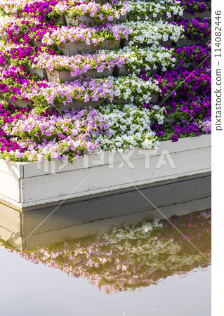 Early summer at Ashikaga Flower Park, petunia flowerbeds in full bloom, Ashikaga City, Tochigi Prefecture 114082446
