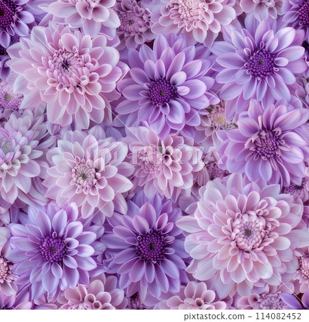 Seamless floral pattern of purple and pink chrysanthemums. AI-generated content. Seamless floral pattern of purple and pink chrysanthemums. AI-generated content. 114082452