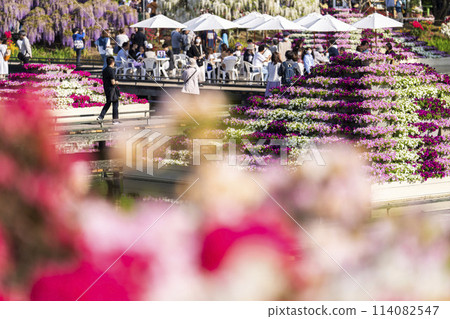 初夏足利花卉公園，盛開的矮牽牛花壇，栃木縣足利市 114082547