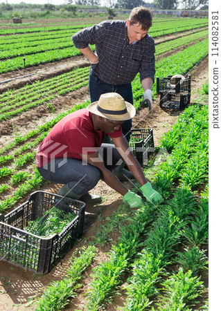 Strict farmer controlling work of african american worker Strict farmer controlling work of african american worker 114082581
