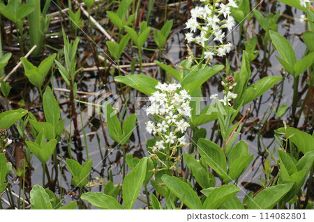 White flowers of Menyanthes trifoliata blooming near the water White flowers of Menyanthes trifoliata blooming near the water 114082801