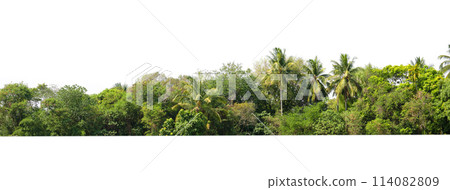tree line lush green forest with palm trees and a white background 114082809