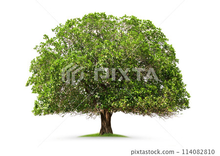 large tree with green leaves is standing in a grassy field 114082810