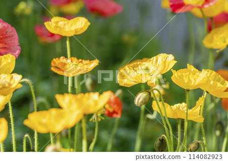 Beautifully blooming poppies at Ashikaga Flower Park in Ashikaga City, Tochigi Prefecture Beautifully blooming poppies at Ashikaga Flower Park in Ashikaga City, Tochigi Prefecture 114082923