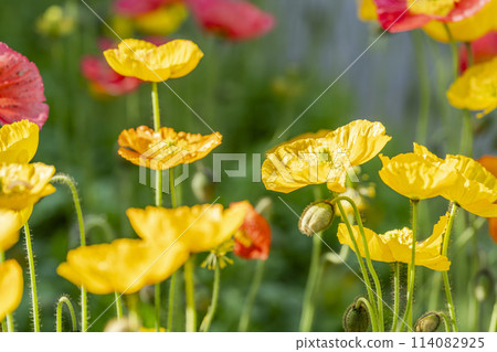 Beautifully blooming poppies at Ashikaga Flower Park in Ashikaga City, Tochigi Prefecture Beautifully blooming poppies at Ashikaga Flower Park in Ashikaga City, Tochigi Prefecture 114082925