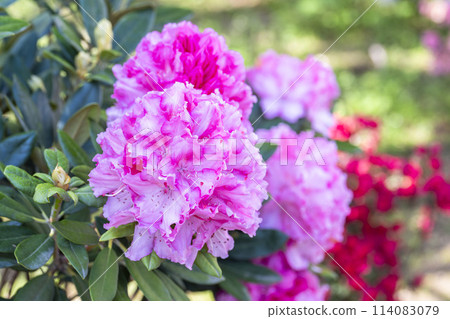 西洋杜鵑盛開 足利花卉公園 栃木縣足利市 114083079