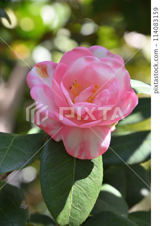Camellia (spotted spring light) Camellia (spotted spring light) 114083159