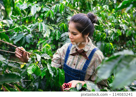 Farmers harvesting coffee in coffee plantations in thailand chiangmai 114083241