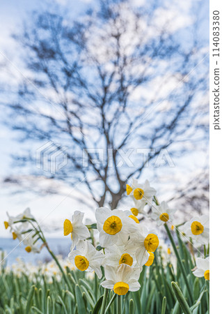 廣島/福山/矢部椿和水仙村 114083380