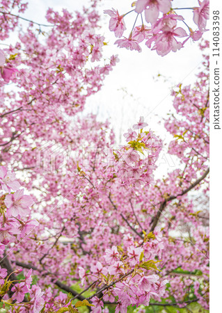 Hiroshima / Fukuyama / Yabu Tsubaki and Narcissus Village Hiroshima / Fukuyama / Yabu Tsubaki and Narcissus Village 114083398