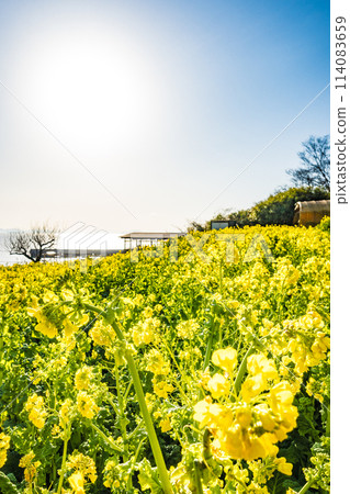 廣島、福山、田尻町的油菜花田 114083659