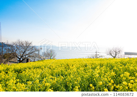 廣島、福山、田尻町的油菜花田 廣島、福山、田尻町的油菜花田 114083672