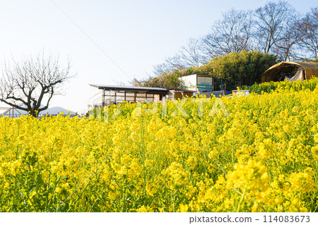 廣島、福山、田尻町的油菜花田 廣島、福山、田尻町的油菜花田 114083673