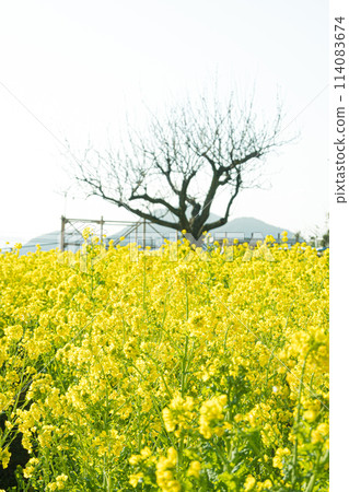 廣島、福山、田尻町的油菜花田 廣島、福山、田尻町的油菜花田 114083674