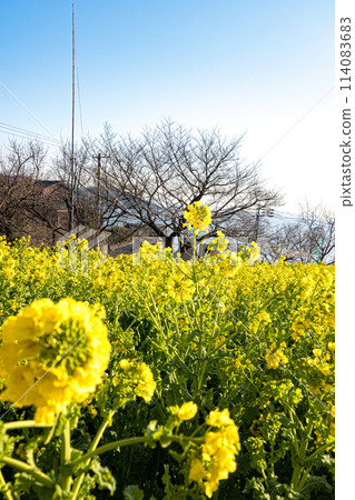 Rape flower fields in Tajiri Town, Fukuyama, Hiroshima 114083683