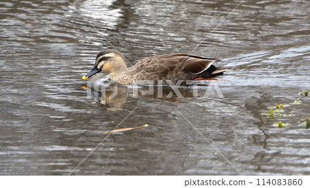 Hiratsuka City General Park - Spot-billed Ducks 114083860