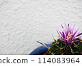 仙人掌花 114083964