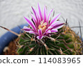 仙人掌花 114083965