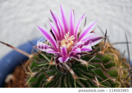 Cactus flower Cactus flower 114083965