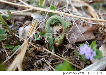 Newly emerged small bracken Newly emerged small bracken 114084199
