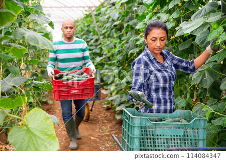Female farmer harvesting crop of cucumbers in greenhouse Female farmer harvesting crop of cucumbers in greenhouse 114084347