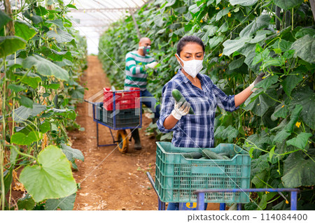 Woman in mask picking cucumbers in greenhouse Woman in mask picking cucumbers in greenhouse 114084400