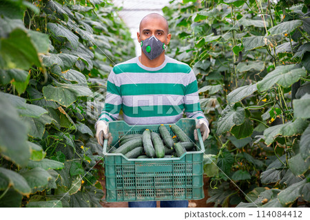 Farmer in medical mask harvesting cucumbers in greenhouse 114084412