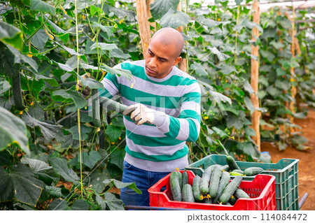 Hispanic farmer harvesting crop of cucumbers in greenhouse 114084472