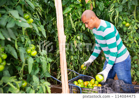Successful farmer hand harvesting crop of ripe tomatoes in greenhouse Successful farmer hand harvesting crop of ripe tomatoes in greenhouse 114084475