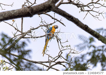 Adult Blue-and-yellow Macaw 114084577