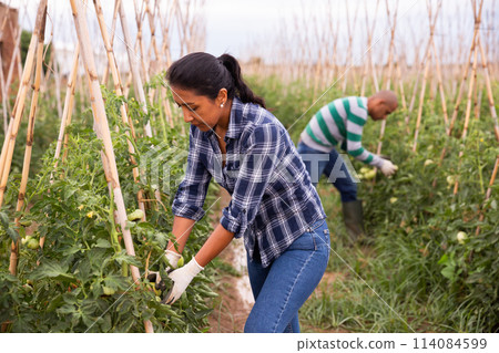 Woman gardener with bamboo stick working with seedlings tomatoes Woman gardener with bamboo stick working with seedlings tomatoes 114084599