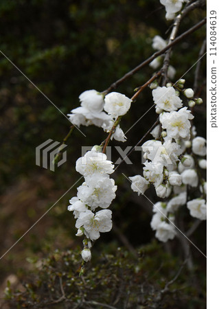 White peach flower White peach flower 114084619