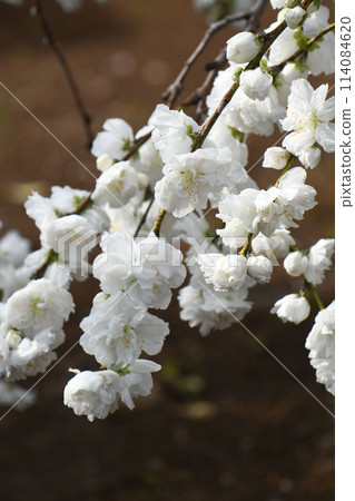 White peach flower 114084620