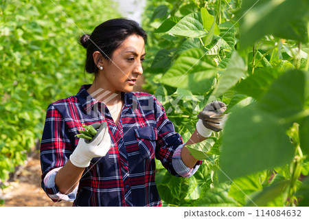 Latina harvesting ripe bean in farm glasshouse Latina harvesting ripe bean in farm glasshouse 114084632