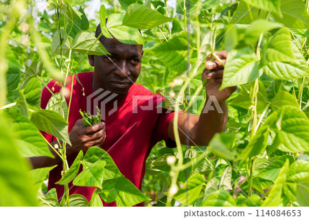 African american farmer harvesting green bean in greenhouse African american farmer harvesting green bean in greenhouse 114084653