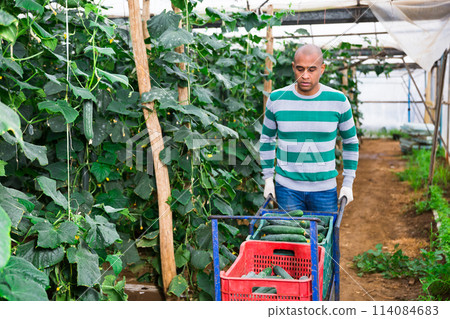 Man farmer carrying box with picked cucumbers Man farmer carrying box with picked cucumbers 114084683