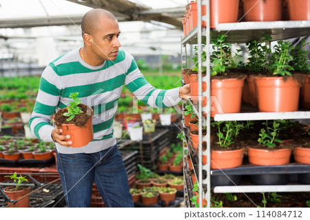 Experienced latin american farmer in a greenhouse inspects young sprouts in pots. Experienced latin american farmer in a greenhouse inspects young sprouts in pots. 114084712