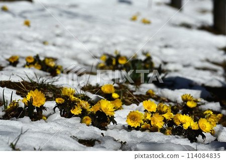 Adonis flowers blooming under the snow in the plum orchard 114084835