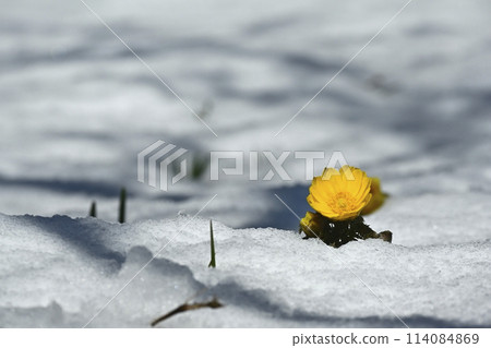 Adonis flowers blooming under the snow in the plum orchard Adonis flowers blooming under the snow in the plum orchard 114084869